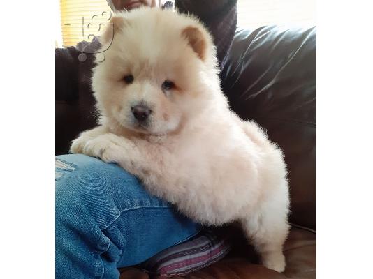 chow chow προς πώληση.